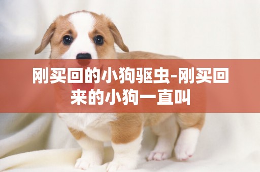 剛買回的小狗驅蟲-剛買回來的小狗一直叫