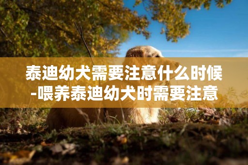泰迪幼犬需要注意什么時候-喂養泰迪幼犬時需要注意的事項