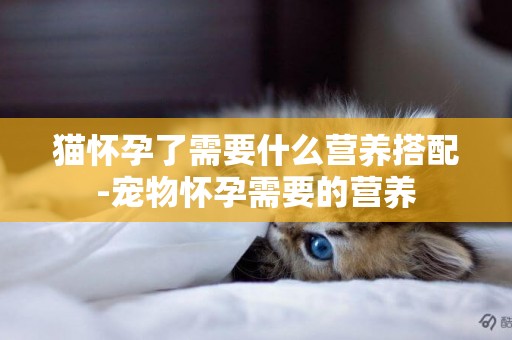 貓懷孕了需要什么營養搭配-寵物懷孕需要的營養