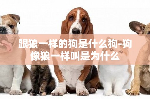 跟狼一樣的狗是什么狗-狗像狼一樣叫是為什么