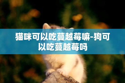 貓咪可以吃蔓越莓嘛-狗可以吃蔓越莓嗎