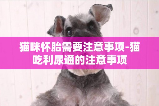 貓咪懷胎需要注意事項-貓吃利尿通的注意事項