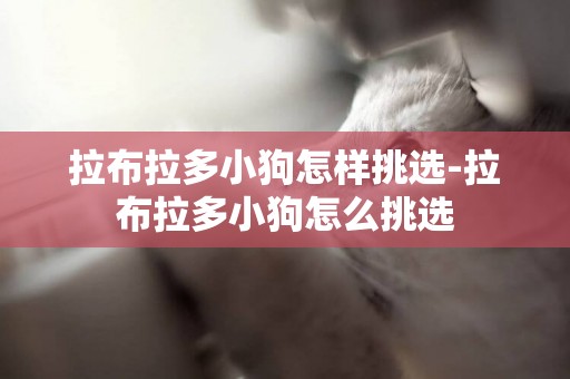 拉布拉多小狗怎樣挑選-拉布拉多小狗怎么挑選
