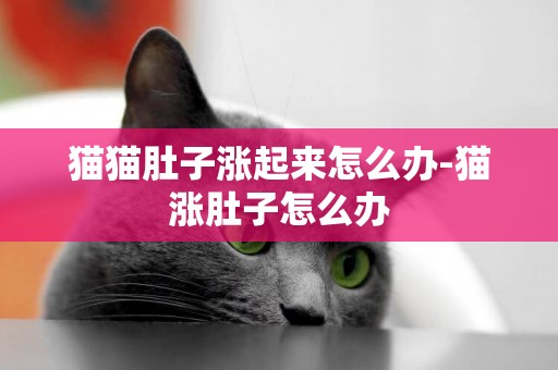 貓貓肚子漲起來怎么辦-貓漲肚子怎么辦