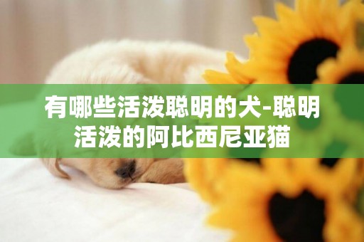 有哪些活潑聰明的犬-聰明活潑的阿比西尼亞貓