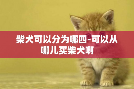 柴犬可以分為哪四-可以從哪兒買柴犬啊