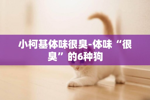 小柯基體味很臭-體味“很臭”的6種狗
