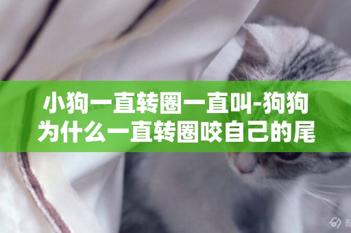 小狗一直轉圈一直叫-狗狗為什么一直轉圈咬自己的尾巴