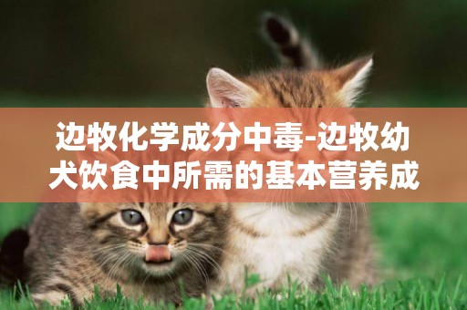 邊牧化學成分中毒-邊牧幼犬飲食中所需的基本營養成分