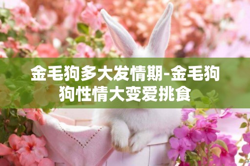 金毛狗多大發情期-金毛狗狗性情大變愛挑食