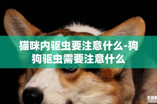 貓咪內驅蟲要注意什么-狗狗驅蟲需要注意什么