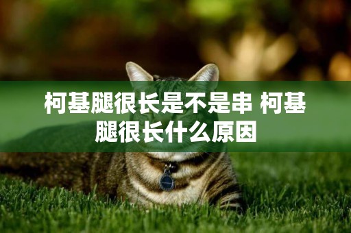 柯基腿很長是不是串 柯基腿很長什么原因