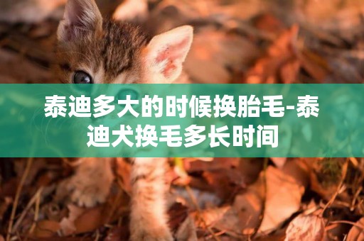 泰迪多大的時候換胎毛-泰迪犬換毛多長時間