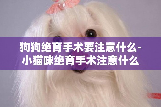狗狗絕育手術要注意什么-小貓咪絕育手術注意什么