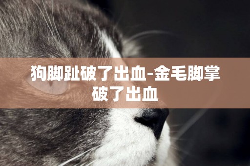 狗腳趾破了出血-金毛腳掌破了出血