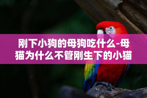 剛下小狗的母狗吃什么-母貓為什么不管剛生下的小貓