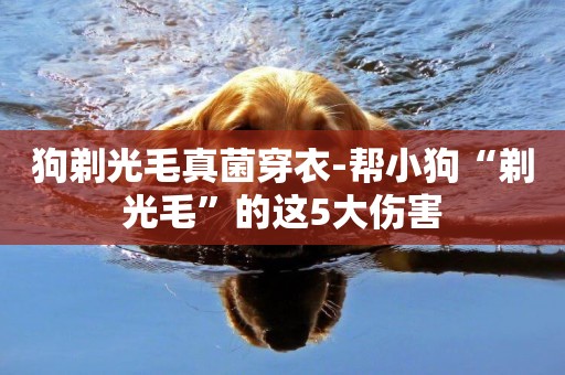 狗剃光毛真菌穿衣-幫小狗“剃光毛”的這5大傷害