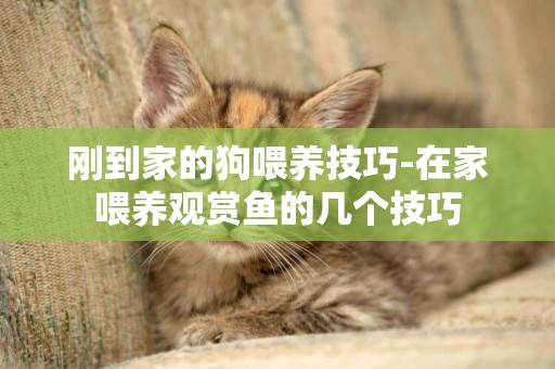 剛到家的狗喂養技巧-在家喂養觀賞魚的幾個技巧