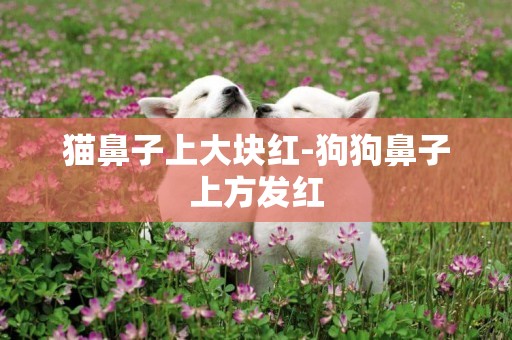 貓鼻子上大塊紅-狗狗鼻子上方發紅
