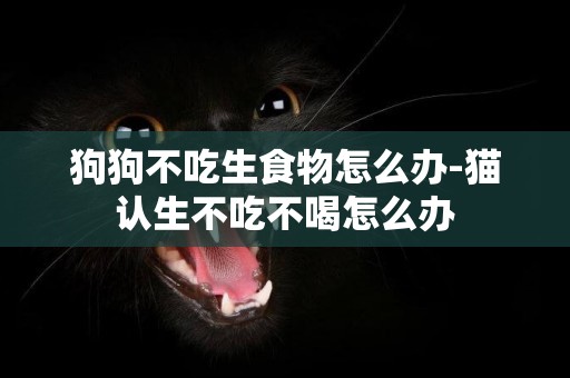 狗狗不吃生食物怎么辦-貓認生不吃不喝怎么辦