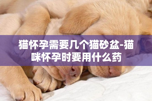 貓懷孕需要幾個貓砂盆-貓咪懷孕時要用什么藥