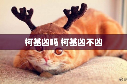 柯基兇嗎 柯基兇不兇
