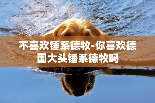 不喜歡錘系德牧-你喜歡德國大頭錘系德牧嗎