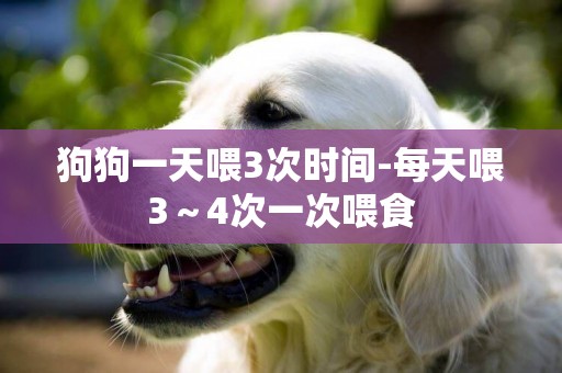 狗狗一天喂3次時間-每天喂3～4次一次喂食