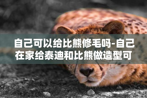 自己可以給比熊修毛嗎-自己在家給泰迪和比熊做造型可行嗎