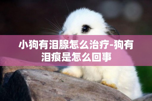 小狗有淚腺怎么治療-狗有淚痕是怎么回事