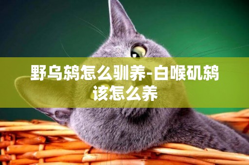 野烏鶇怎么馴養-白喉磯鶇該怎么養