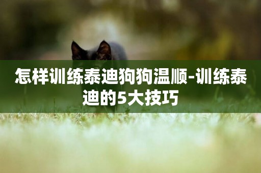 怎樣訓練泰迪狗狗溫順-訓練泰迪的5大技巧