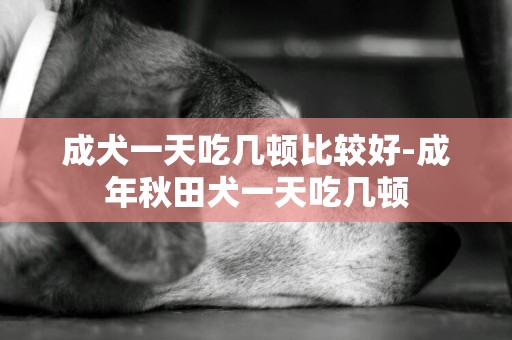 成犬一天吃幾頓比較好-成年秋田犬一天吃幾頓