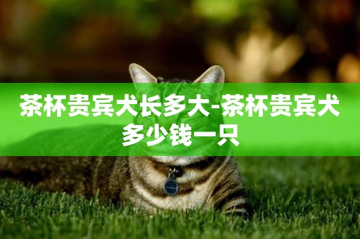 茶杯貴賓犬長多大-茶杯貴賓犬多少錢一只