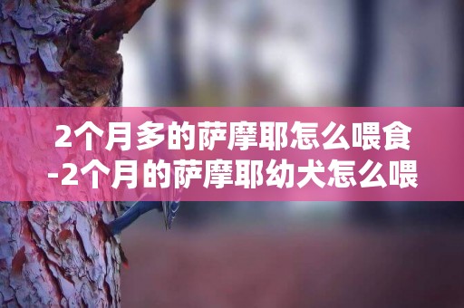 2個月多的薩摩耶怎么喂食-2個月的薩摩耶幼犬怎么喂養比較好
