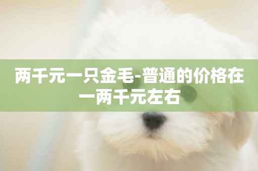 兩千元一只金毛-普通的價格在一兩千元左右