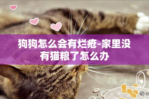 狗狗怎么會有爛瘡-家里沒有貓糧了怎么辦