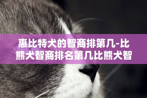 惠比特犬的智商排第幾-比熊犬智商排名第幾比熊犬智商