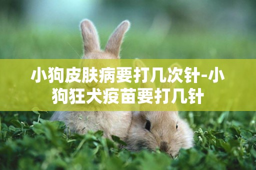 小狗皮膚病要打幾次針-小狗狂犬疫苗要打幾針