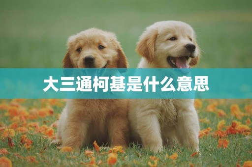 大三通柯基是什么意思