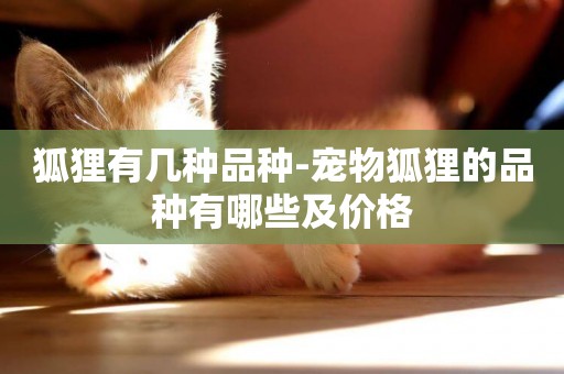 狐貍有幾種品種-寵物狐貍的品種有哪些及價格