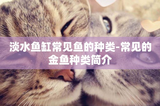 淡水魚缸常見魚的種類-常見的金魚種類簡介