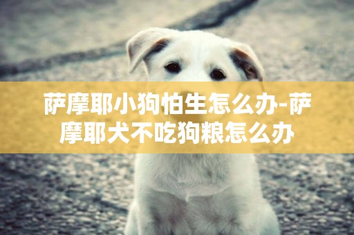 薩摩耶小狗怕生怎么辦-薩摩耶犬不吃狗糧怎么辦