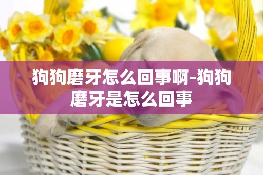 狗狗磨牙怎么回事啊-狗狗磨牙是怎么回事