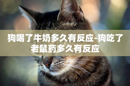 狗喝了牛奶多久有反應-狗吃了老鼠藥多久有反應