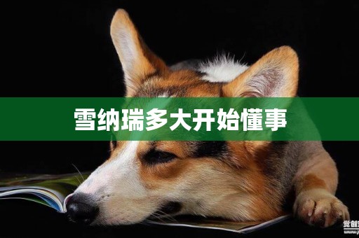 雪納瑞多大開始懂事