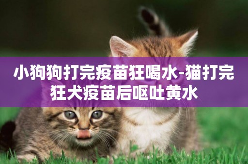 小狗狗打完疫苗狂喝水-貓打完狂犬疫苗后嘔吐黃水
