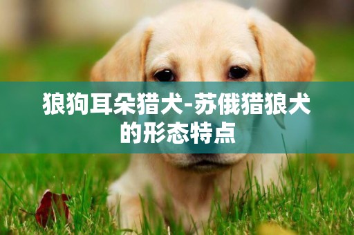 狼狗耳朵獵犬-蘇俄獵狼犬的形態特點