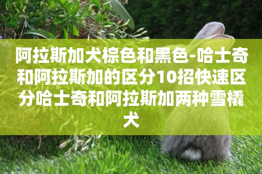 阿拉斯加犬棕色和黑色-哈士奇和阿拉斯加的區分10招快速區分哈士奇和阿拉斯加兩種雪橇犬