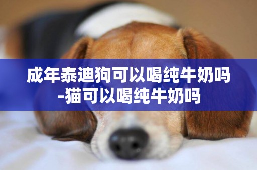 成年泰迪狗可以喝純牛奶嗎-貓可以喝純牛奶嗎